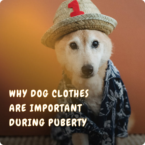 Dog Clothes: Elevate Your Pup's Fashion Game