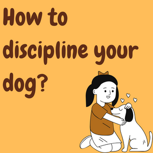 How to discipline your dog?