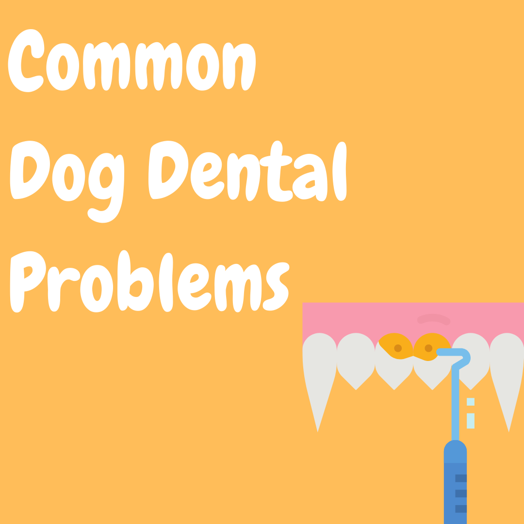Common Dog Dental Problems The Dogs Stuff