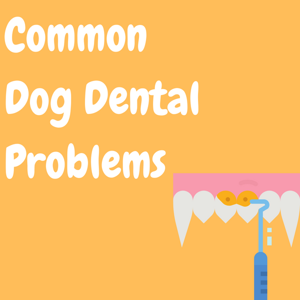 Common Dog Dental Problems