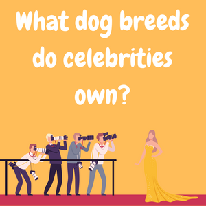 What Dog Breeds do Celebrities Own?