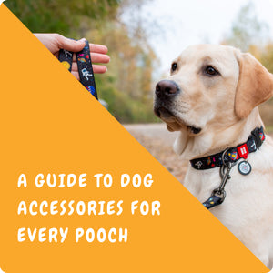 A Guide to Dog Accessories for Every Pooch