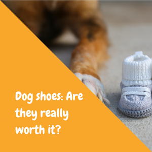 Dog shoes: Are they really worth it?