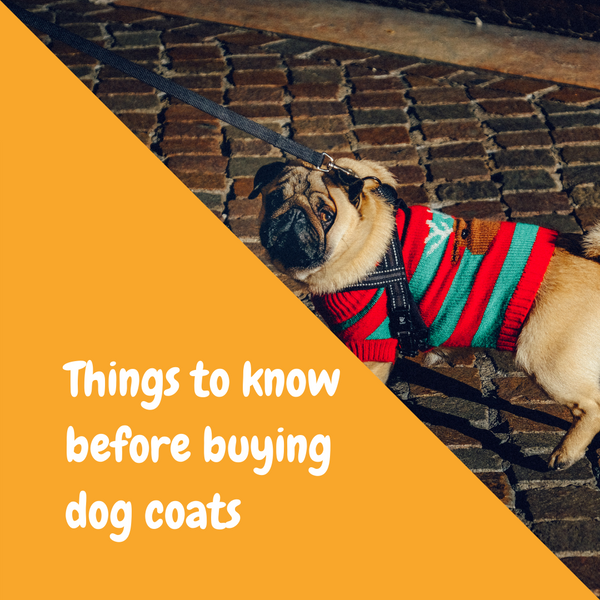 Things to know before buying dog coats