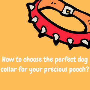 How to choose the perfect dog collar for your precious pooch?