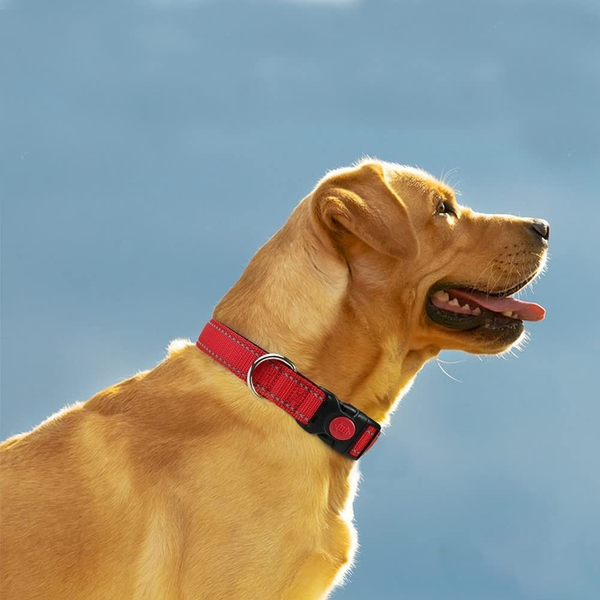 What Types of Dog Accessories Should I Buy for My Pet?