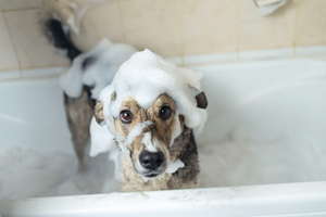 Smelly Dog? The Reasons Behind Your Furry Friend's Unpleasant Odor