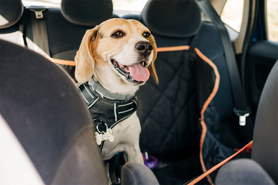 Experience Rides with Top-Quality Dog Car Accessories