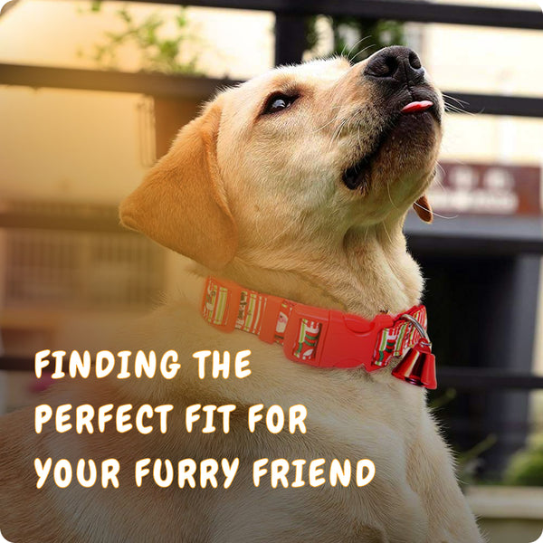 Dog Collars: Finding the Perfect Fit for Your Furry Friend