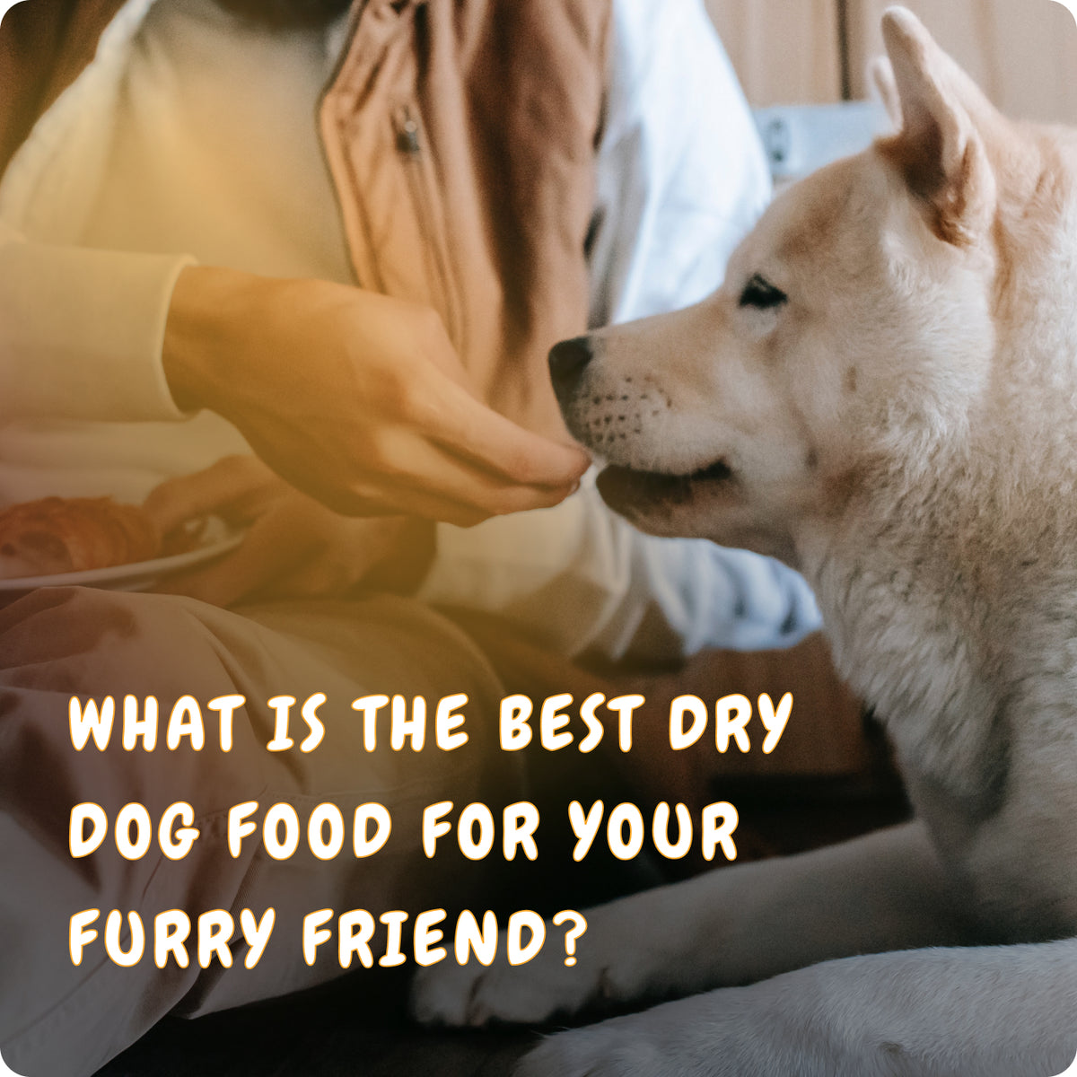 what-is-the-best-dry-dog-food-for-your-furry-friend-the-dogs-stuff