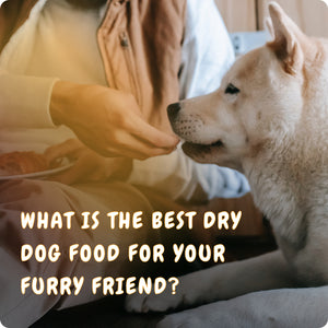 Best Dry Dog Food