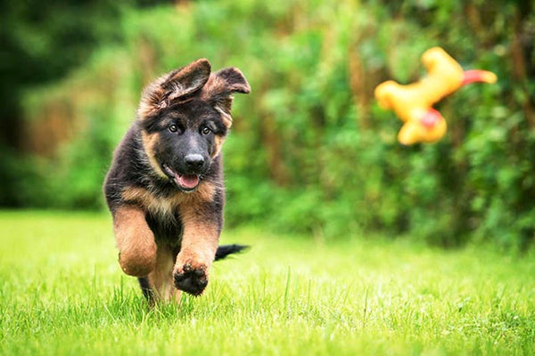 Dog Toys