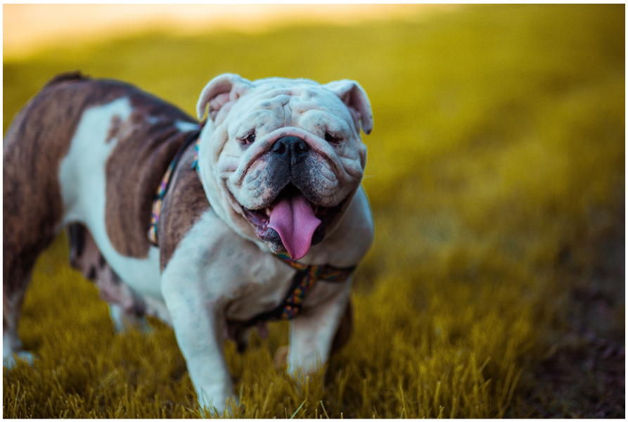 Support Your Dog’s Longer Lifespan With These Tips | Cheap Online Pet Store Australia