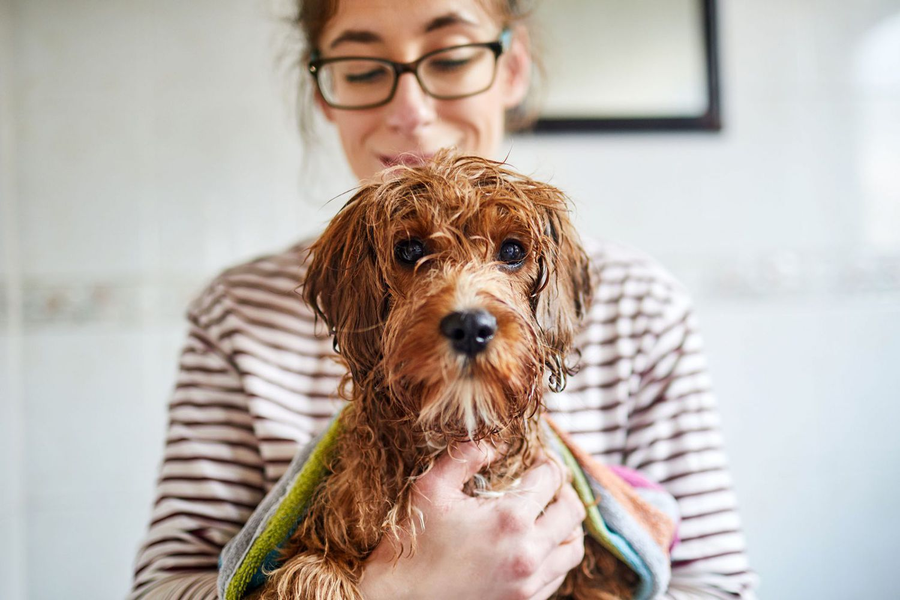 Dog Shampoo: A Guide to Keep Your Dog Healthy and Clean