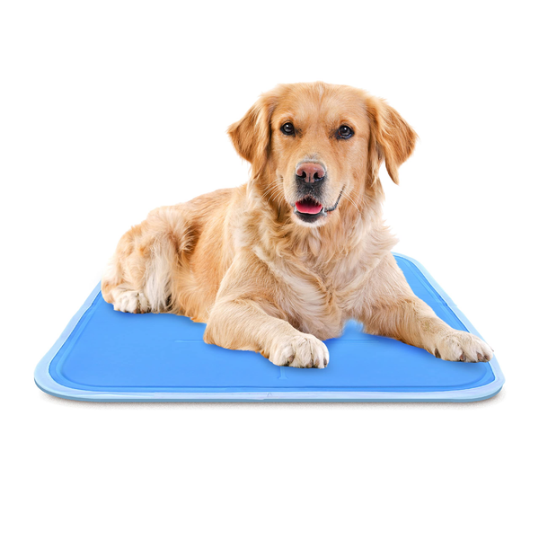 Everything You Need To Know About Pet Cooling Mat Australia