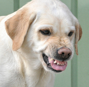 Has Your Puppy Lost Tooth? Understanding the Teething Procees