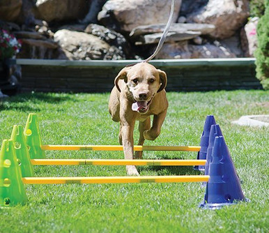 Your Source for Top-notch Dog Training Equipment in Australia – The ...