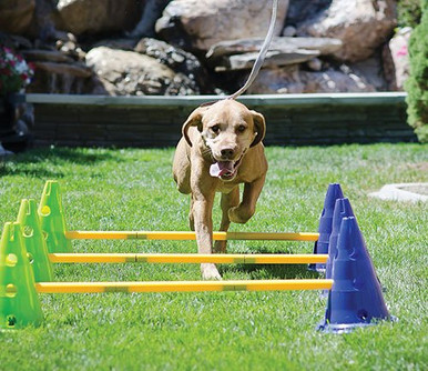 Your Source for Top-notch Dog Training Equipment in Australia