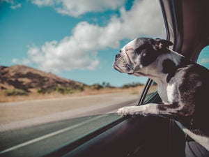 Dog Supplies You Can Get Online and Tips for Easy Travel